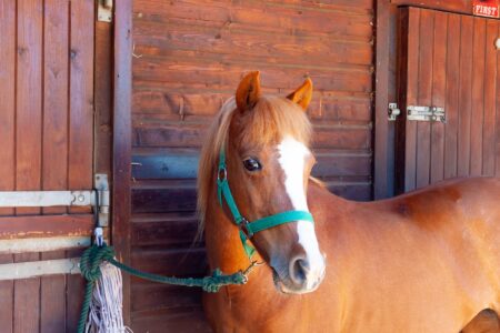 Horse Care 101: Tying A Horse Image
